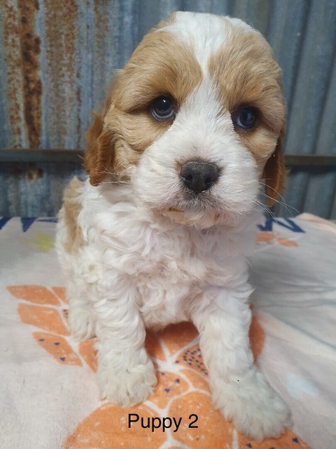 cavoodles for sale gumtree